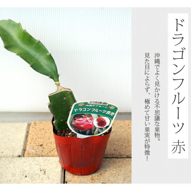 ドラゴンフルーツ 赤肉 ポット苗 沖縄県産 熱帯果樹 爆買いweek : 苗木