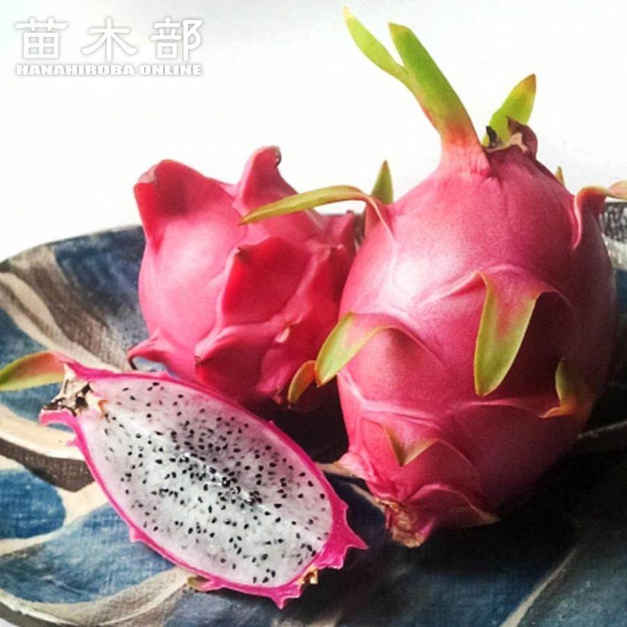 ドラゴンフルーツ 白肉 ポット苗 沖縄県産 熱帯果樹 予約販売4月下旬頃