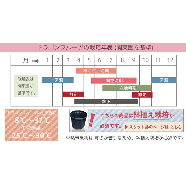 ドラゴンフルーツ 白肉 ポット苗 沖縄県産 熱帯果樹 Doragon Shiro01 苗木部 花ひろばオンライン 通販 Yahoo ショッピング
