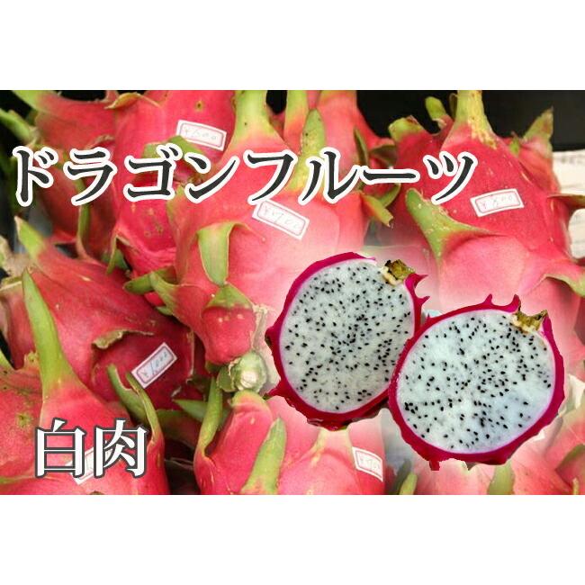 ドラゴンフルーツ 白肉 ポット苗 沖縄県産 熱帯果樹 Doragon Shiro01 苗木部 花ひろばオンライン 通販 Yahoo ショッピング