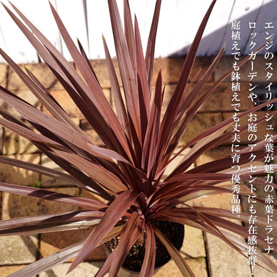 お譲り先決定】コルジリネ ドラセナ