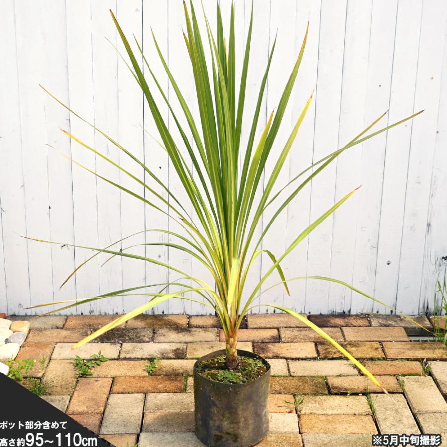 コルジリネ（ドラセナ） 青葉ドラセナ 地中ポット苗 : 苗木部 花ひろば