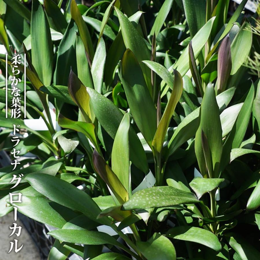 コルジリネ（ドラセナ） グローカル ポット苗 : 苗木部 花ひろば