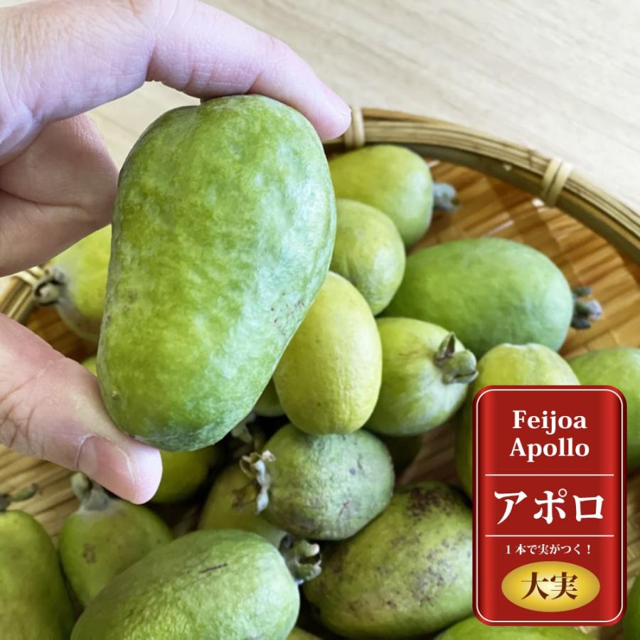 アポロ フェイジョア 2年生 挿木苗 生垣 限定販売 Feijoa Aporo 2 苗木部 花ひろばオンライン 通販 Yahoo ショッピング