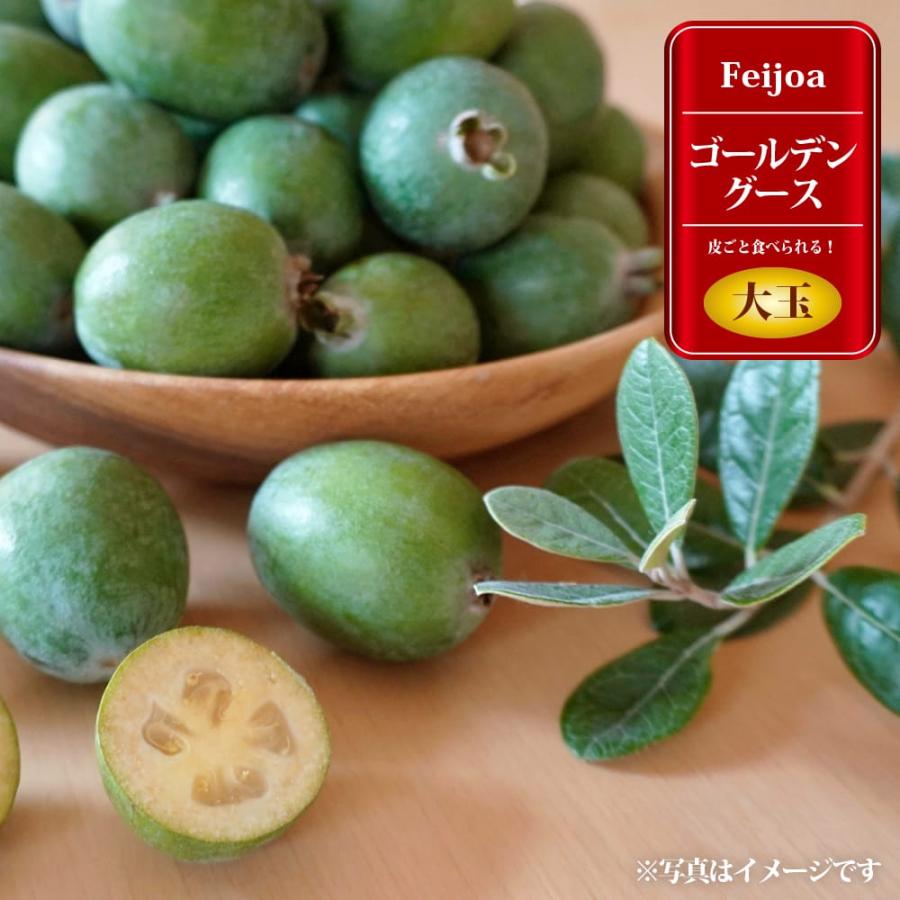 接木　フェイジョア　ゴールデングース　苗木 フェイジョア ゴールデングースの通販 苗木部 By 花ひろばオンライン