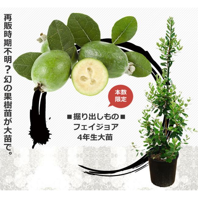フェイジョア 苗 ジェミニ 3年生 挿し木 大苗 : 苗木部 花ひろば