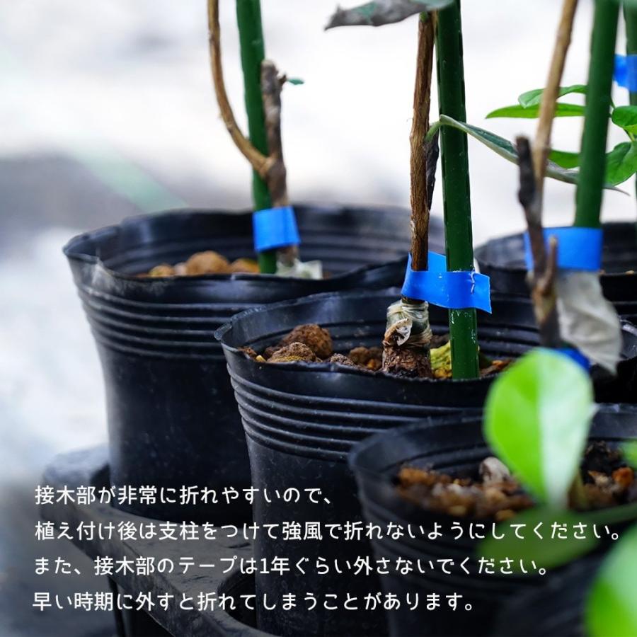 マグニフィカ フェイジョア 1年生 接木苗 Feijoa Magunifika 苗木部 花ひろばオンライン 通販 Yahoo ショッピング