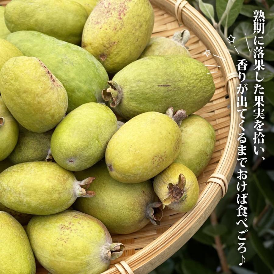 フェイジョア 苗 ジャンボマンモス 1年生 接木苗 : 苗木部 花ひろば