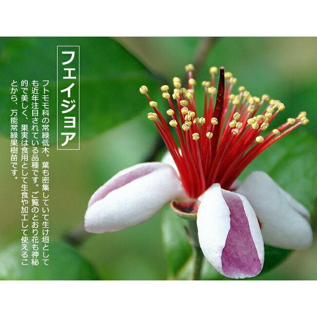 フェイジョア 苗 マリアン 2年生 挿木苗 : 苗木部 花ひろばオンライン