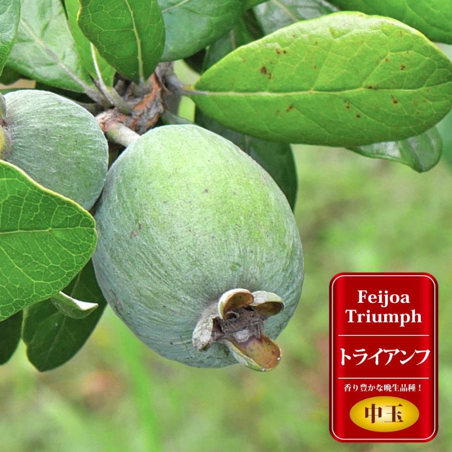 フェイジョア 苗 トライアンフ 2年生 挿木苗 : 苗木部 花ひろば