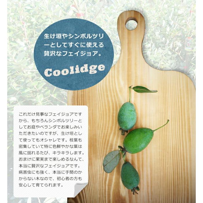 フェイジョア トラスク 3年生 接ぎ木 大苗 果樹 果樹苗 Feijoa Torasuku 3 L 苗木部 花ひろばオンライン 通販 Yahoo ショッピング