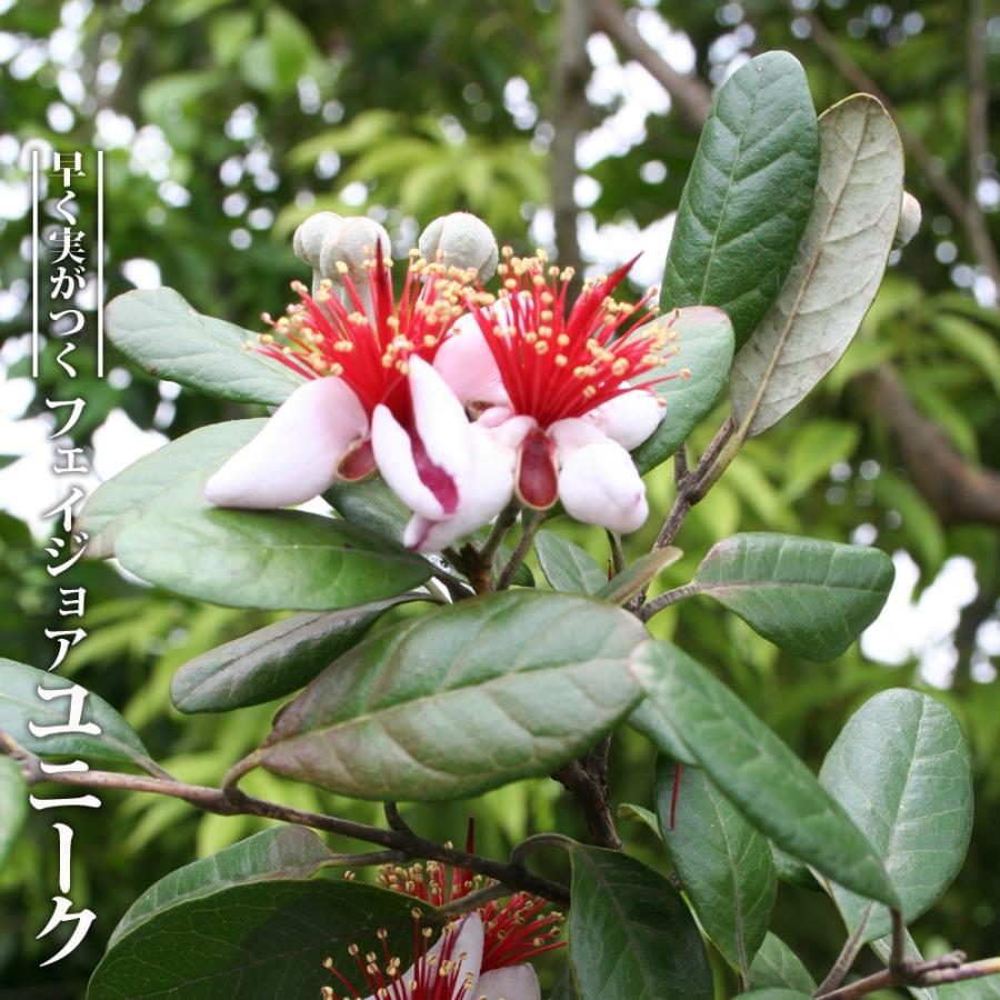 フェイジョア 苗 ユニーク 2年生 挿し木苗 : 苗木部 花ひろば