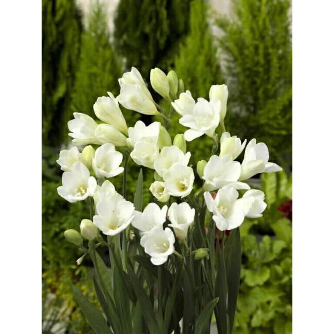 球根 フリージア アンジェルタ 一重 白色 白花 単色 予約販売9月頃入荷予定 Furi Zia Anjerut 001 苗木部 花ひろばオンライン 通販 Yahoo ショッピング