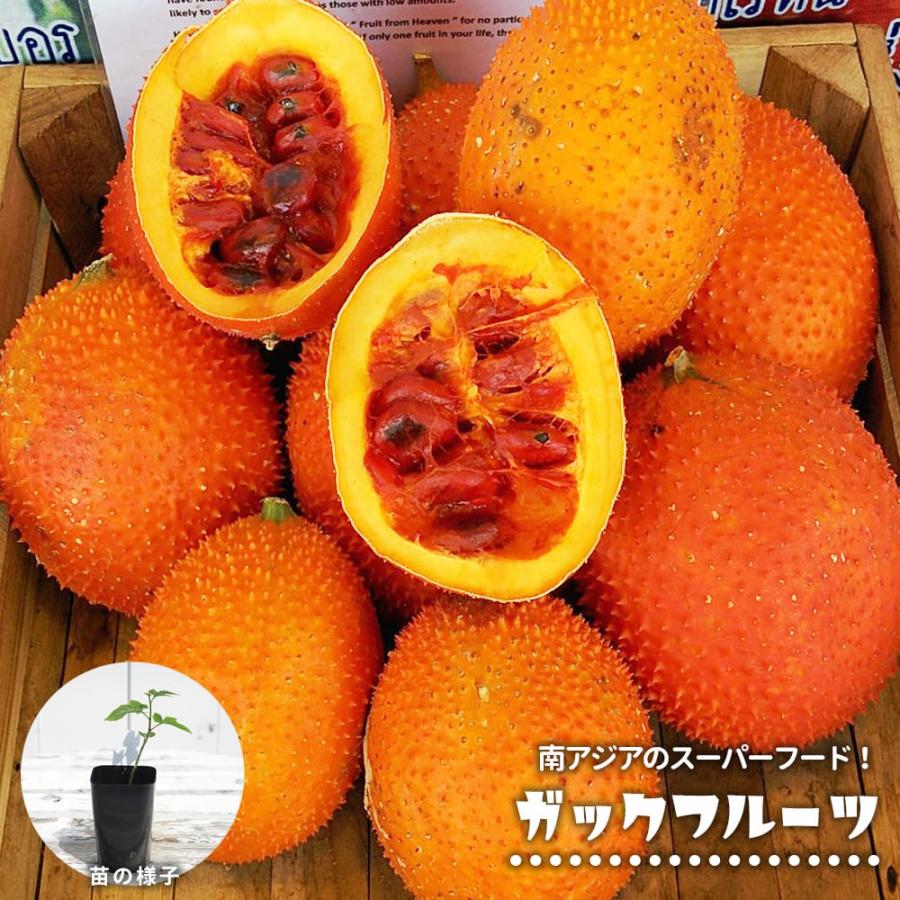 ガックフルーツ 2号ポット苗 実生 爆買いweek : 苗木部 花ひろば