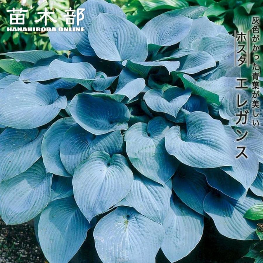 エレガンス ギボウシ ホスタ 6号ポット大苗 : 苗木部 花ひろば