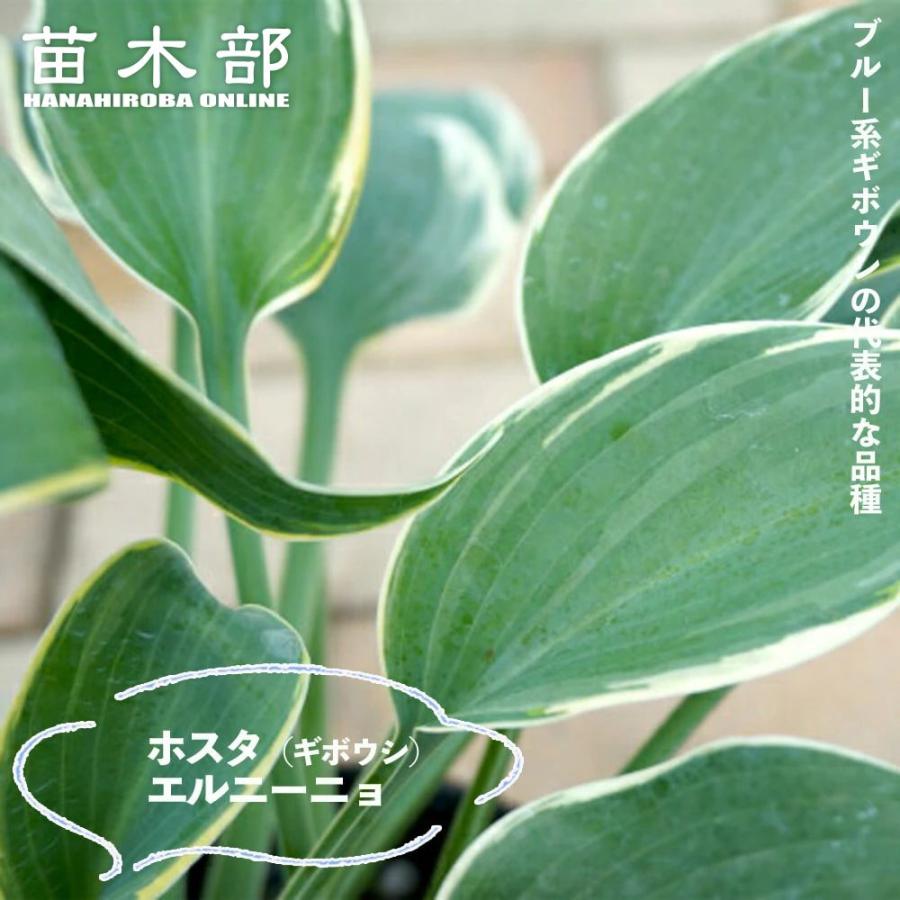 エルニーニョ ギボウシ ホスタ 6号ポット苗 : 苗木部 花ひろば