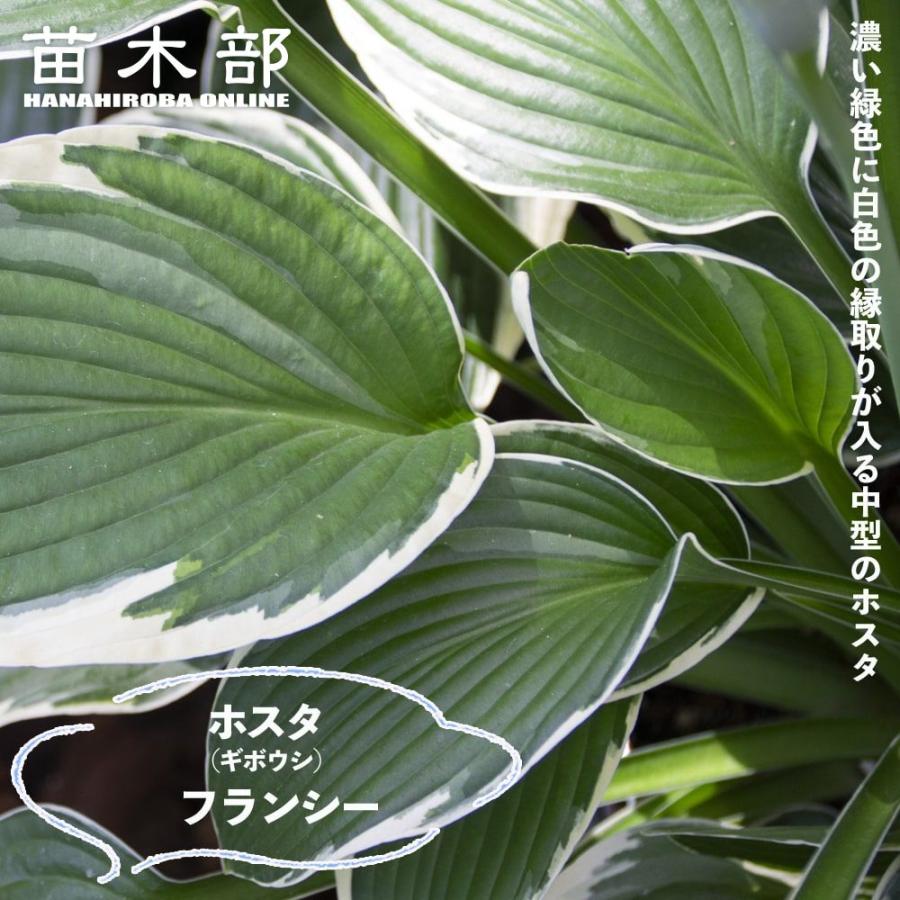 フランシー ギボウシ ホスタ 3号ポット苗 予約販売5月下旬頃入荷予定