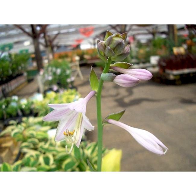 ギボウシ ホスタ ゴールドスタンダード 1株入 多年草 宿根草 日陰 予約販売11月末頃入荷予定 Giboushi Go Rudosutanda Do Kyu 苗木部 花ひろばオンライン 通販 Yahoo ショッピング