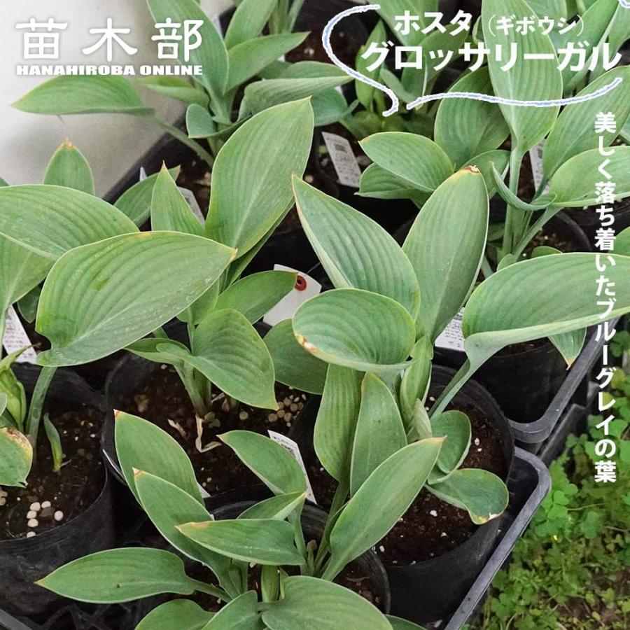 グロッサリーガル ギボウシ ホスタ 6号ポット苗 爆買いweek : 苗木部