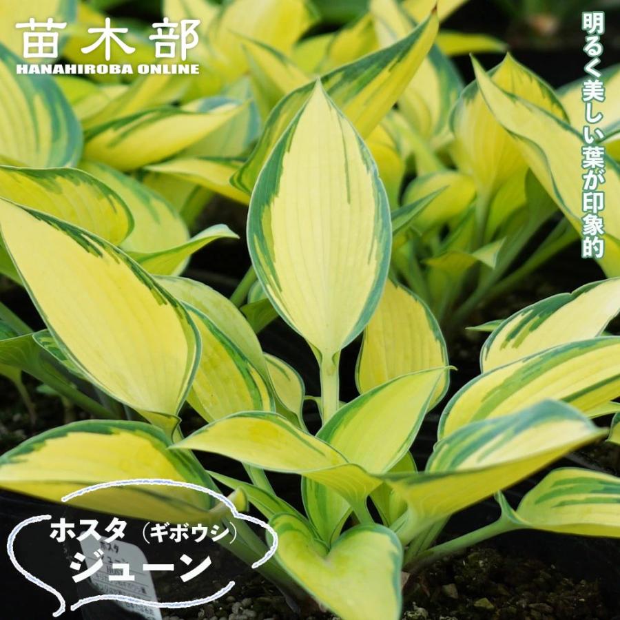 ジューン ギボウシ ホスタ 6号ポット苗 : 苗木部 花ひろばオンライン