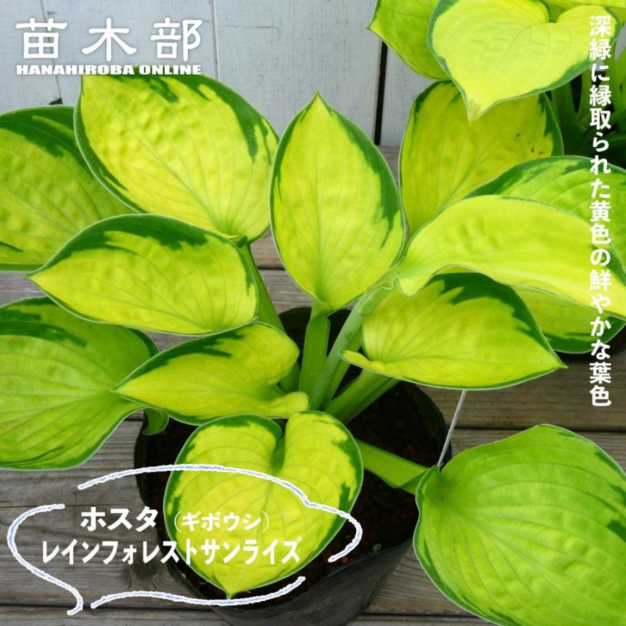 レインフォレストサンライズ ギボウシ ホスタ 6号ポット大苗 : 苗木部