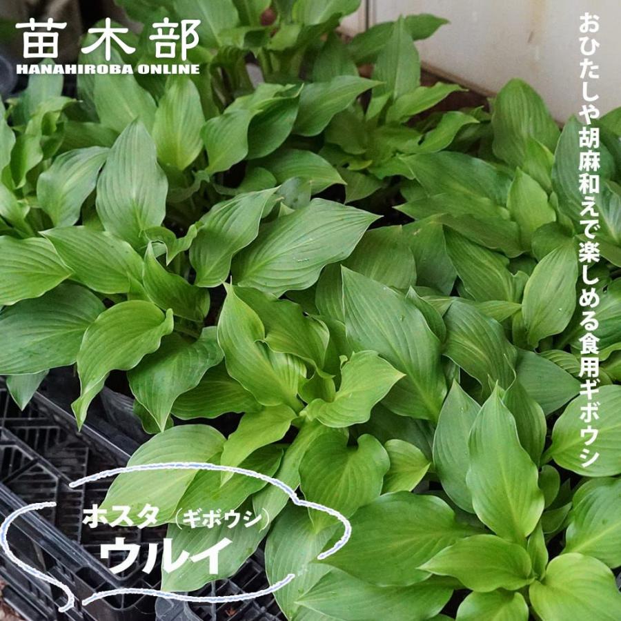 どんどん増える♪ 姫ホスタ　(小型ホスタ) 1苗　斑入り 楽天市場】ギボウシ 苗 パンドラボックス 3.5号ポット 小型種 斑入り