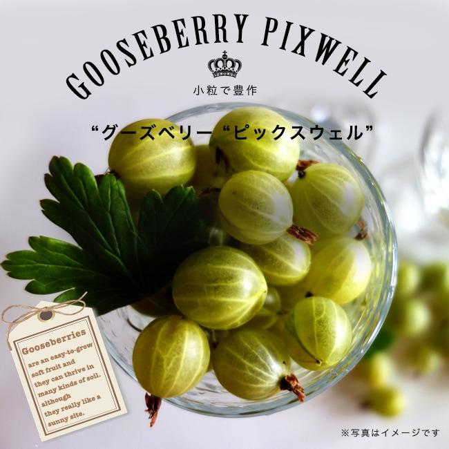グーズベリー ピックスウェル 1年生 苗 予約販売11月頃入荷 発送予定 Gooseberry Pixwell 苗木部 花ひろばオンライン 通販 Yahoo ショッピング