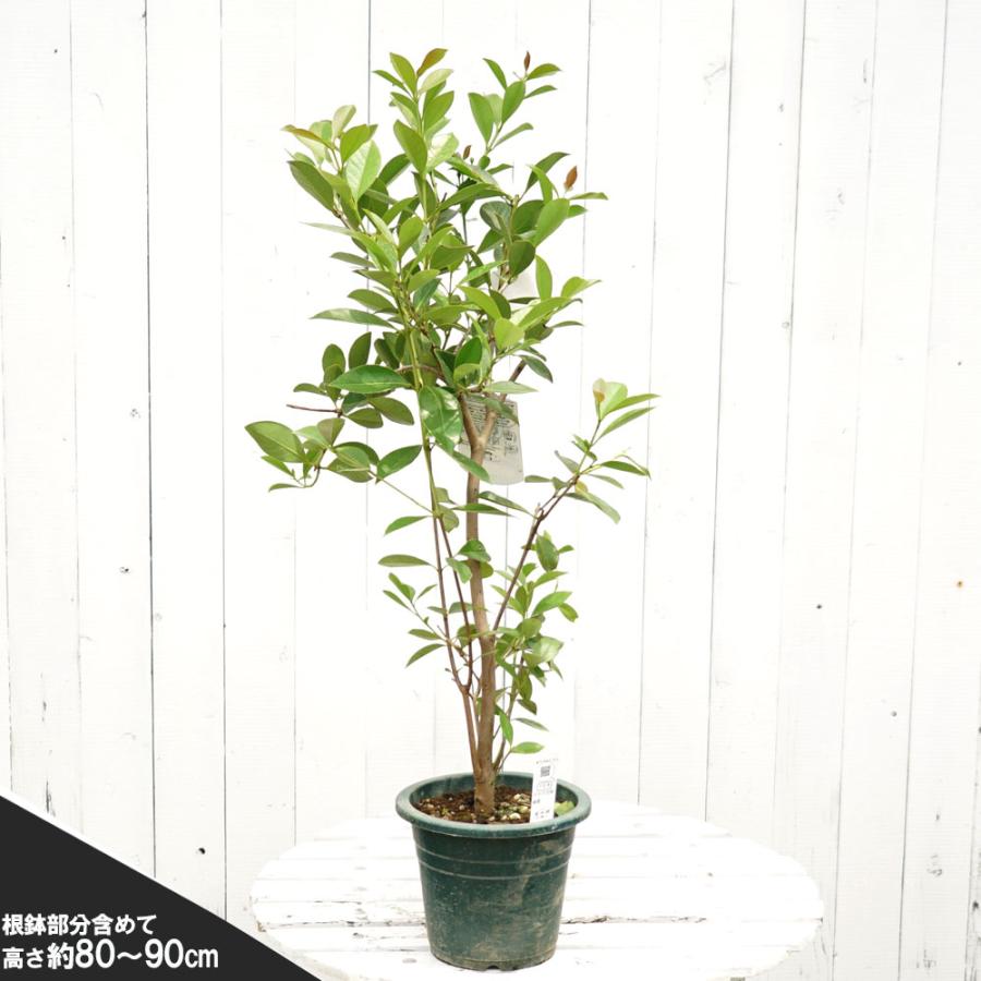 グアバ キノミバンジロウ 実生 2年生 4.5号〜5号鉢植え 熱帯果樹
