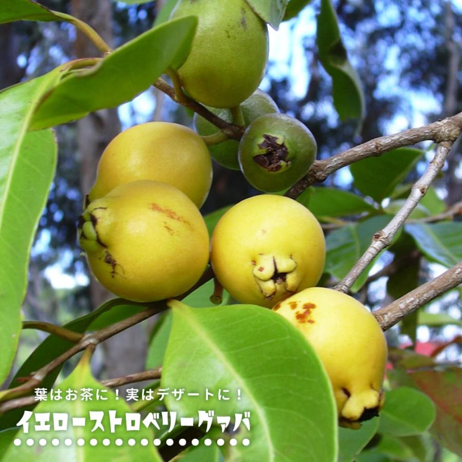 熱帯果樹 キンググァバ 赤実 ポット苗 果樹 果樹苗 南国 珍しい熱帯果樹 Guava Kingguava 苗木部 花ひろばオンライン 通販 Yahoo ショッピング