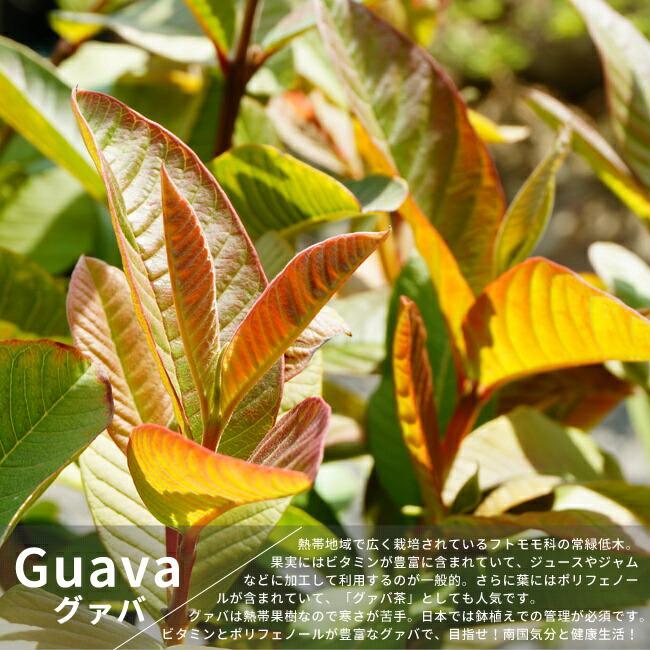 イエローストロベリーグアバ 7号ポット苗 3年生大苗 実生苗