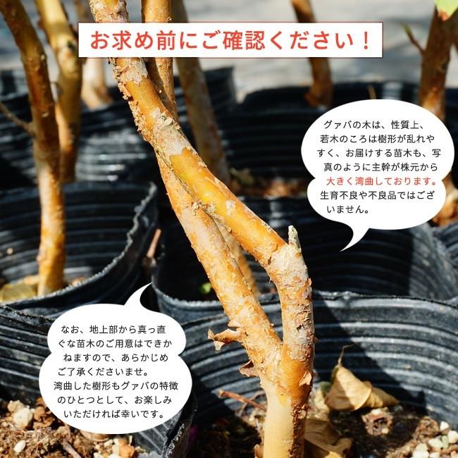 イエローストロベリーグアバ 7号ポット苗 3年生大苗 実生苗 限定 イエローストロベリーグアバ 7号ポット苗 3年生大苗 実生苗 限定