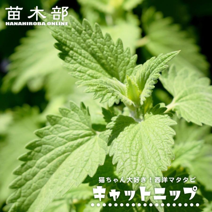 キャットニップ ハーブ 3号ポット苗 : 苗木部 花ひろばオンライン