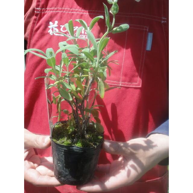 ハーブ 苗 コモンセージ 3号ポット苗 Ha Bu Comonse Zi 苗木部 花ひろばオンライン 通販 Yahoo ショッピング