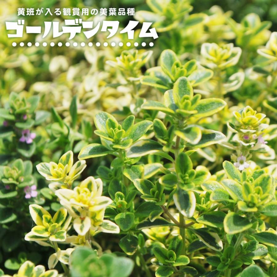 ゴールデンタイム 匍匐性 ハーブ 苗 3号ポット苗 Ha Bu Go Rudentaimu 苗木部 花ひろばオンライン 通販 Yahoo ショッピング