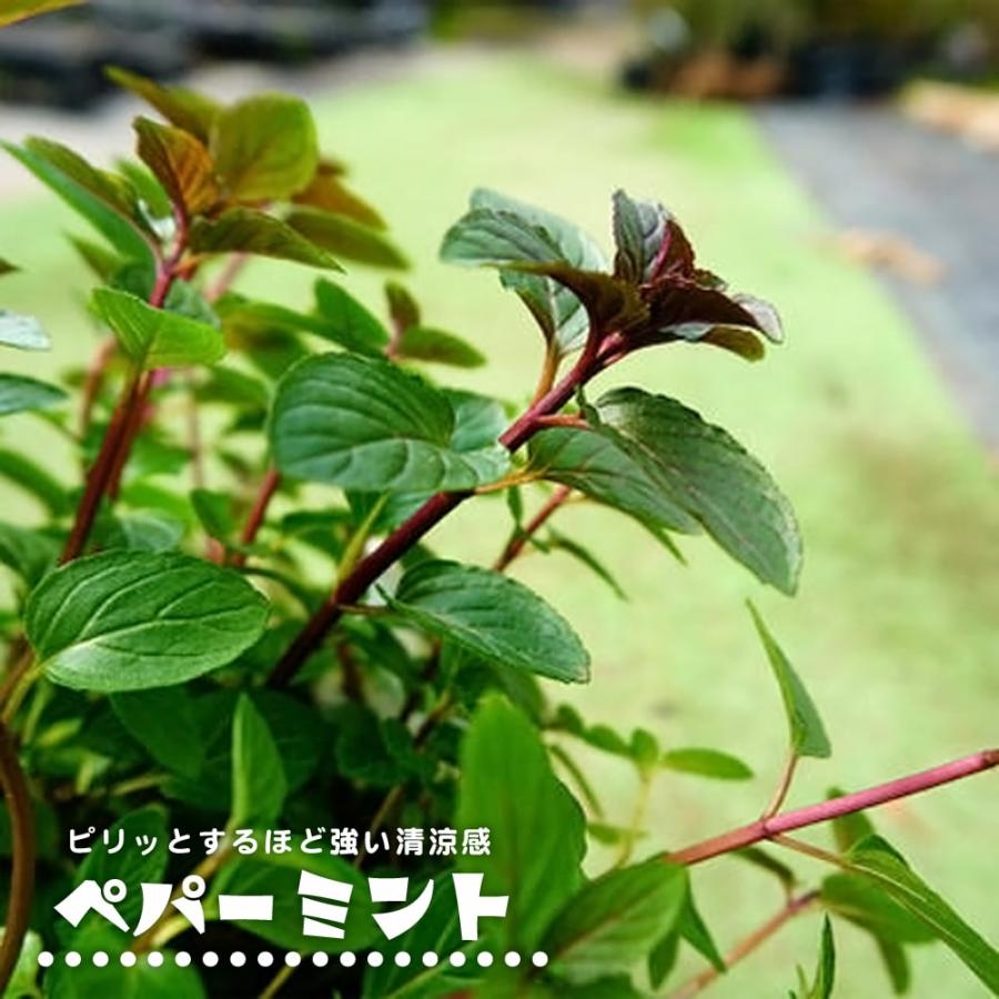 ペパーミント ハーブ 3号ポット苗 爆買いweek : 苗木部 花ひろば