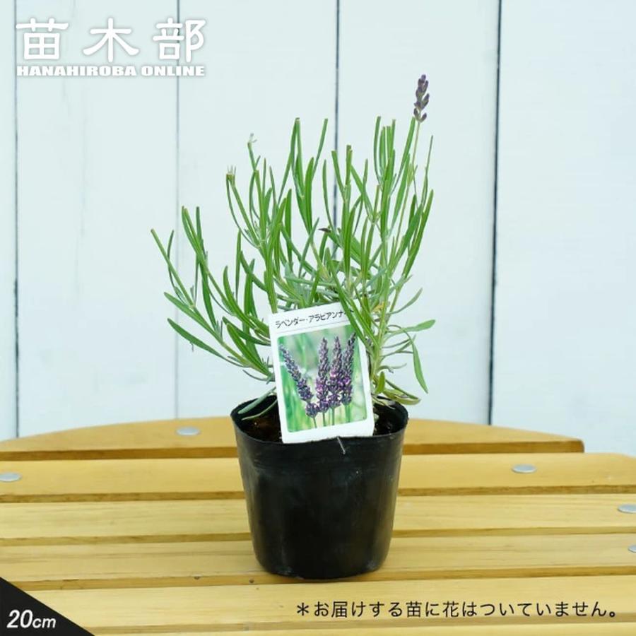 アラビアナイト ラベンダー ラバンディン系 3号ポット 永遠の定番モデル ハーブ苗