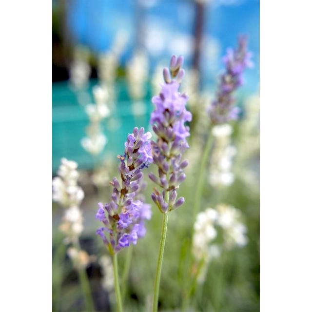 グロッソ ラベンダー （ラバンディン系） ハーブ苗 3号ポット