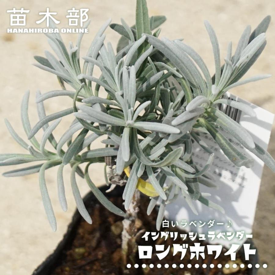 ラベンダー ロングホワイト （イングリッシュラベンダー） ハーブ苗 3