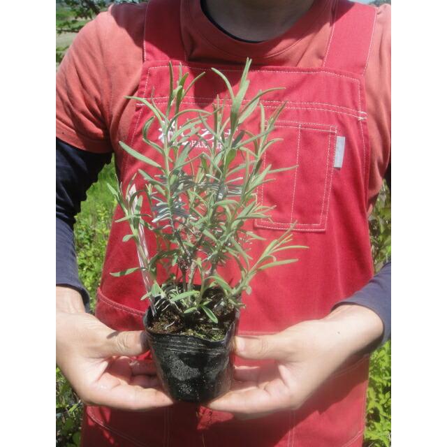 紫花 トルー ラベンダー スパイカナナ イングリッシュラベンダー ハーブ苗 3号ポット Ha Bu R Toru 01 苗木部 花ひろばオンライン 通販 Yahoo ショッピング