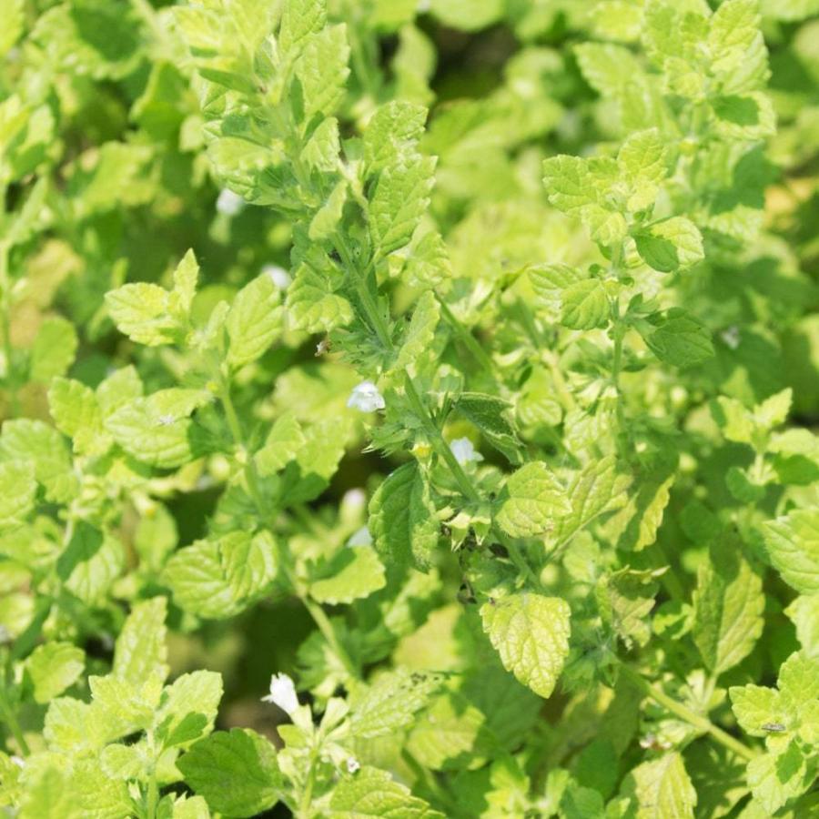 ハーブ 苗 レモンバーム 3号ポット苗 Ha Bu Remonba Mu 苗木部 花ひろばオンライン 通販 Yahoo ショッピング
