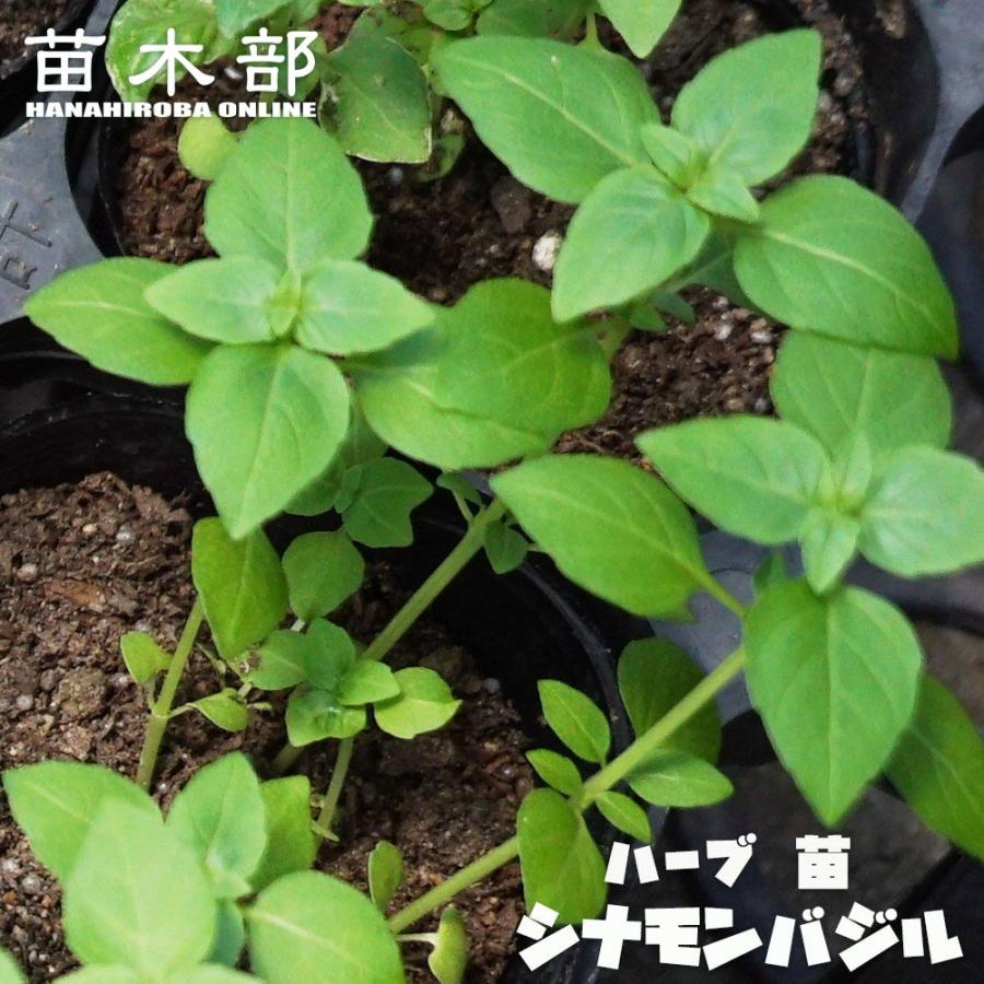 ハーブ 苗 シナモンバジル 3号ポット苗 Ha Bu Shinamonbajiru 苗木部 花ひろばオンライン 通販 Yahoo ショッピング