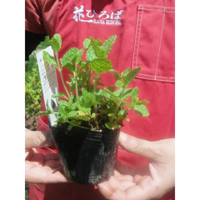 ハーブ 苗 スペアミント 3号ポット苗 Ha Bu Spearmint 苗木部 花ひろばオンライン 通販 Yahoo ショッピング