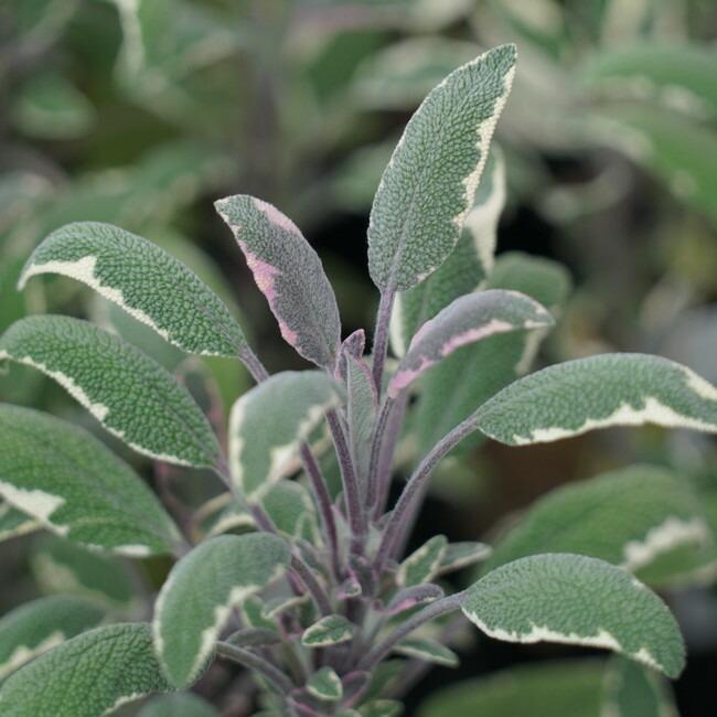 苗ページです！ 楽天市場】ホワイトセージ ハーブ シルバーリーフ 3.5号ポット苗