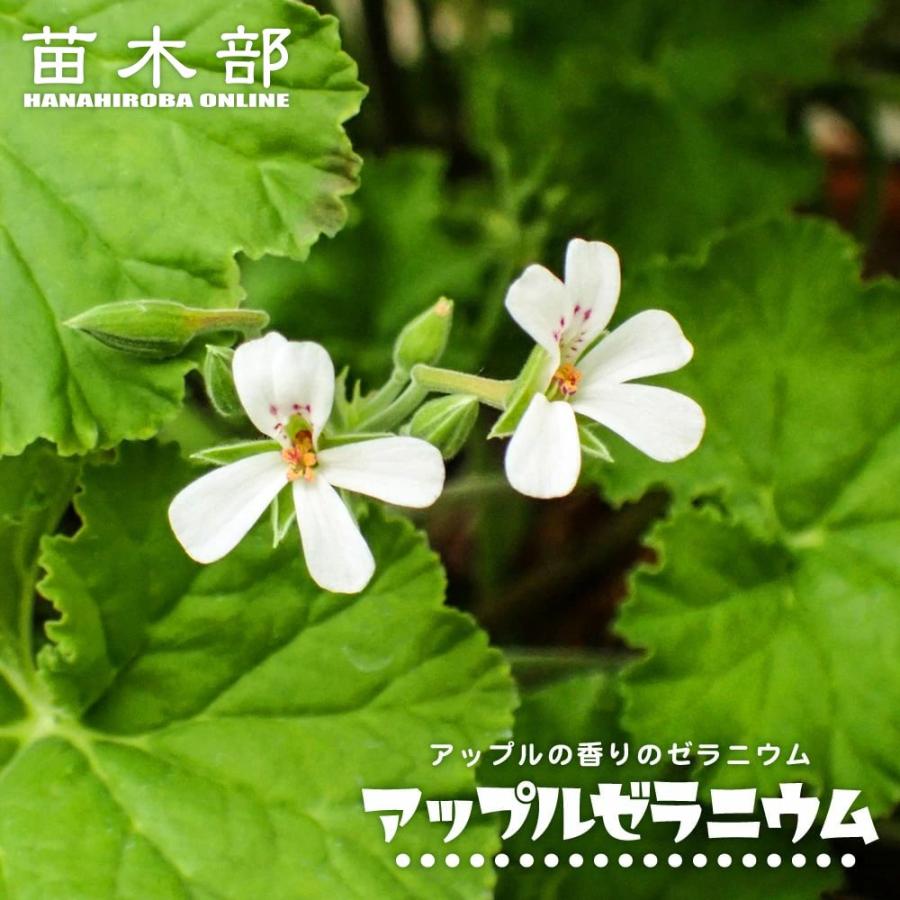 ハーブ 苗 アップルゼラニウム 3号ポット苗 : 苗木部 花ひろば