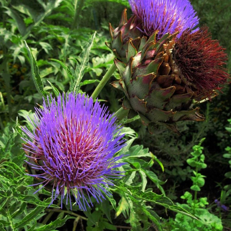 保存版 ハーブ 苗 アーティチョーク 3号ポット苗 Wantannas Go Id