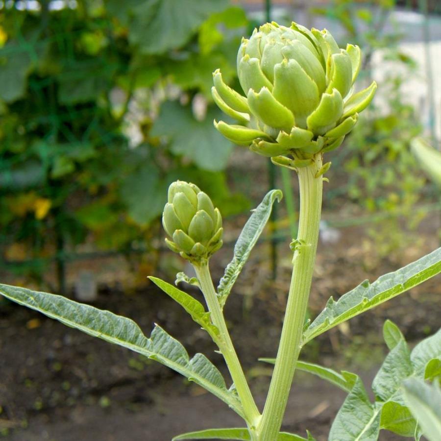 ハーブ 苗 アーティチョーク 3号ポット苗 Haabu Athichoku 苗木部 花ひろばオンライン 通販 Yahoo ショッピング