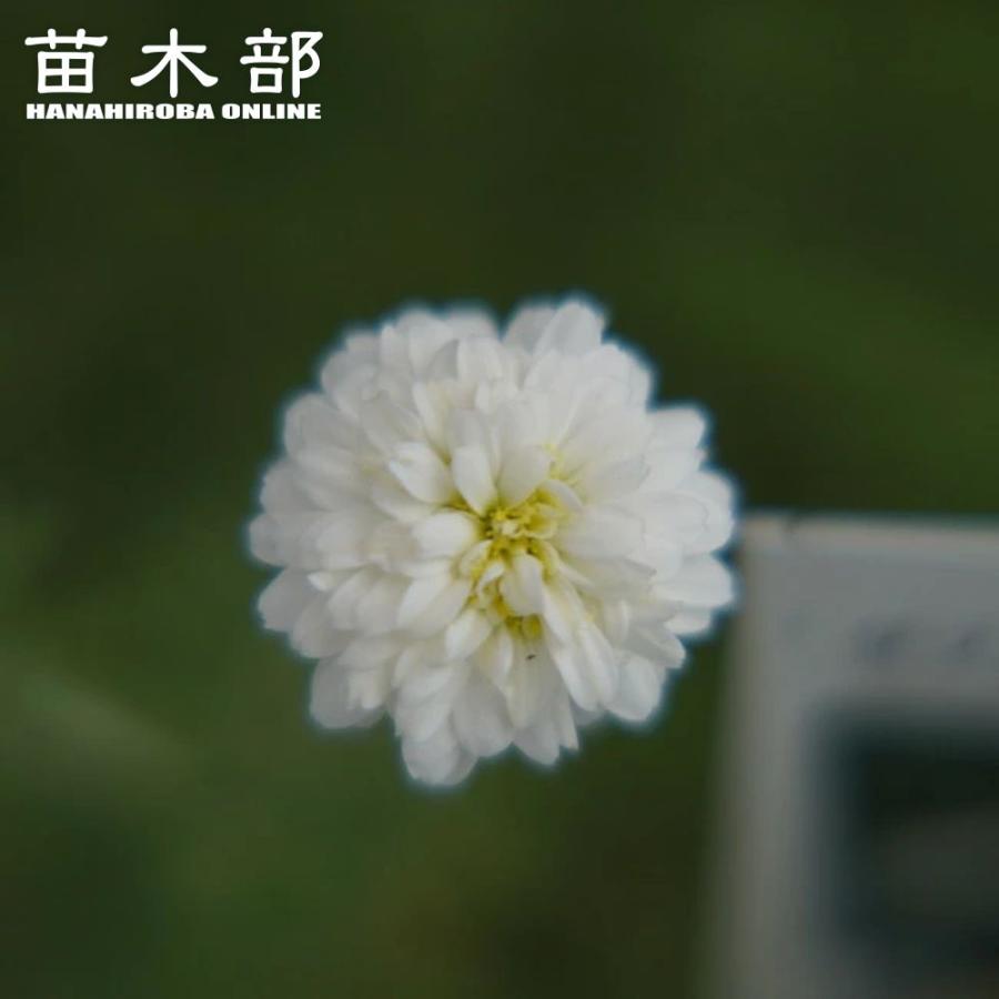 ハーブ ダブルフラワーカモミール 3号ポット苗 爆買いweek : 苗木部 花
