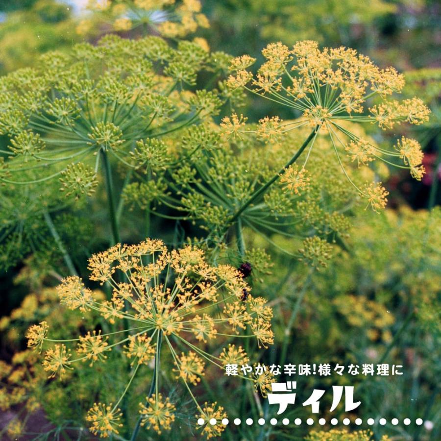 ハーブ 苗 ディル 3号ポット苗 Haabu Dhiru 苗木部 花ひろばオンライン 通販 Yahoo ショッピング