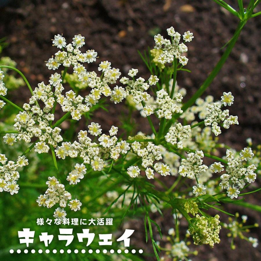 ハーブ 苗 キャラウェイ 3号ポット苗 Haabu Kyarawei 苗木部 花ひろばオンライン 通販 Yahoo ショッピング