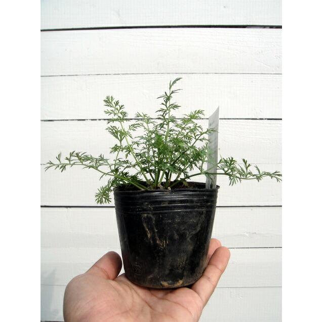 ハーブ 苗 キャラウェイ 3号ポット苗 Haabu Kyarawei 苗木部 花ひろばオンライン 通販 Yahoo ショッピング